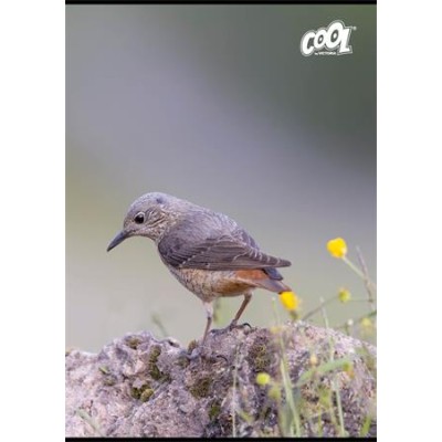 Füzet, tűzött, A4, vonalas, 80 lap, COOL BY VICTORIA "Birds"