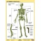 Tanulói munkalap, A4, STIEFEL "Az emberi csontváz"