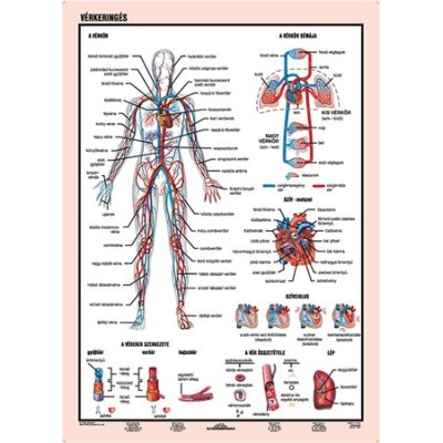 Tanulói munkalap, A4,  STIEFEL "Vérkeringés"