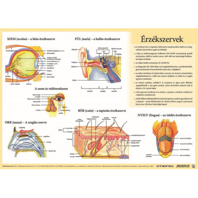 Könyökalátét, kétoldalas, A3, STIEFEL "Az emberi vázizomzat / érzékszervek"