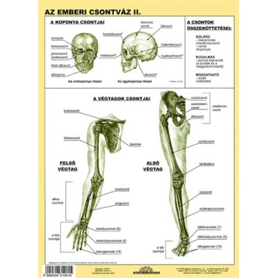 Tanulói munkalap, A4, STIEFEL "Az emberi csontváz"